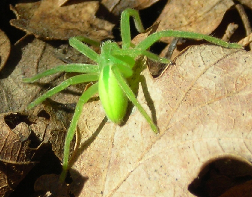 Micrommata virescens